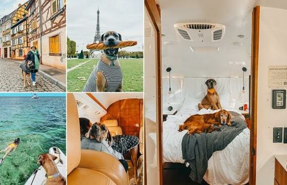 Couple charter private jet to fly their three dogs across the world