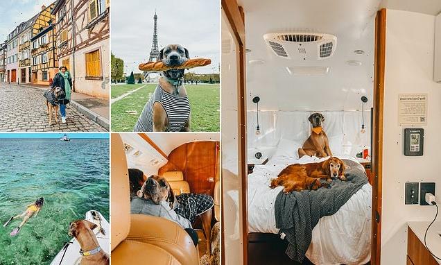 Couple charter private jet to fly their three dogs across the world