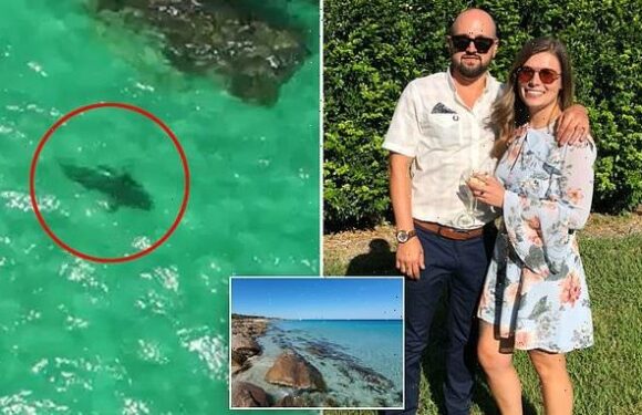 Dad saved his wife, kid and dozens of swimmers from shark