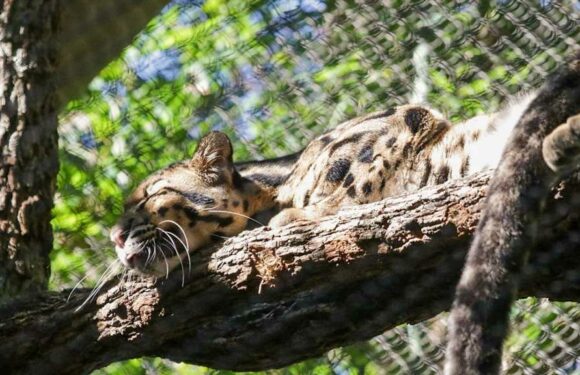 Dallas Zoo Shuts Down After Clouded Leopard Goes Missing