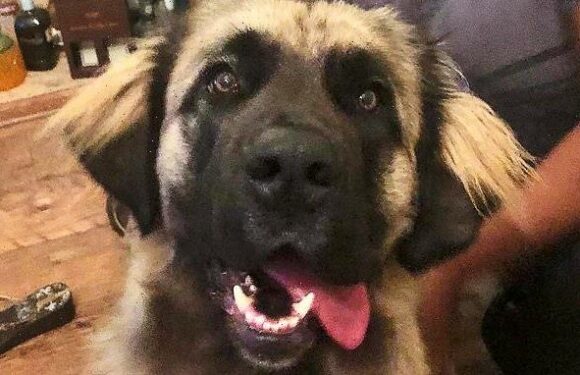 Dogs seized after woman was mauled could stay 'in kennels for a year'