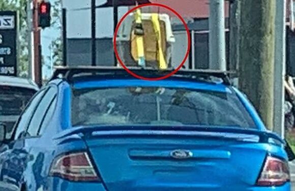 Driver slammed after cat carrier is spotted strapped to a car's roof