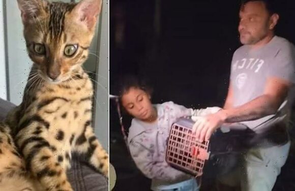 Firefighters confuse pet cat for a JAGUAR and release it into woods