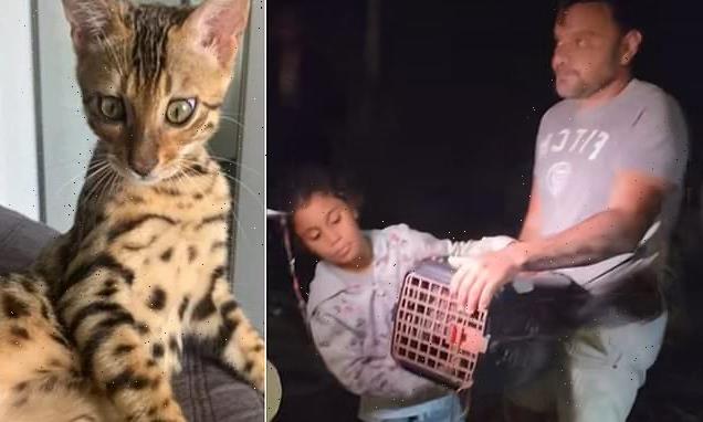 Firefighters confuse pet cat for a JAGUAR and release it into woods