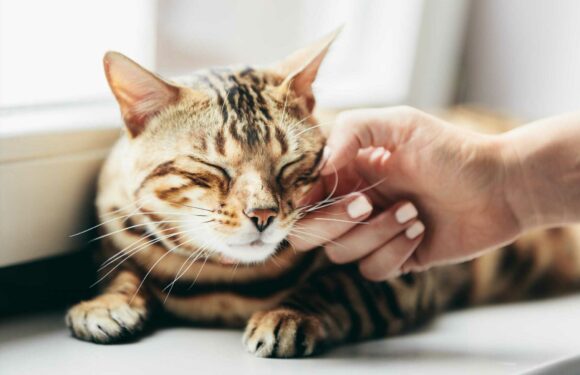 From a bad-tempered cat to a dog with skin problems – your pet queries answered | The Sun