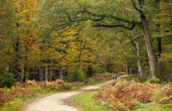 Girl, 17, and woman, 42, found dead at New Forest National Park property as cops probe 'unexplained' death | The Sun