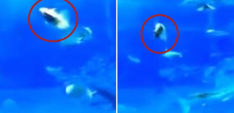 Harrowing moment ‘suicidal’ tuna fish kills itself after being ‘plagued by flash photography’ at aquarium | The Sun