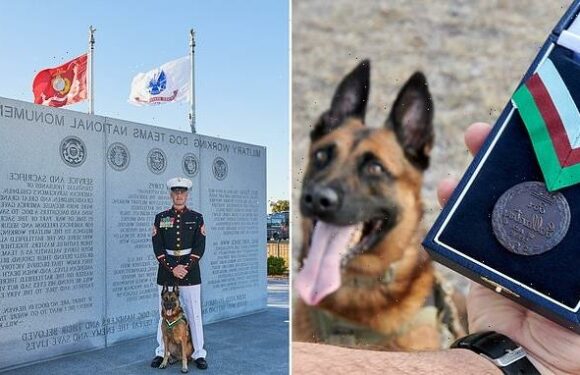Heroic army dog awarded animal version of the Victoria Cross
