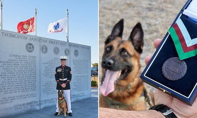 Heroic army dog awarded animal version of the Victoria Cross