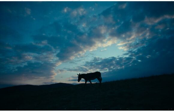 How the Donkeys in ‘EO’ Taught Director Jerzy Skolimowski to Be Humble and Open-Minded
