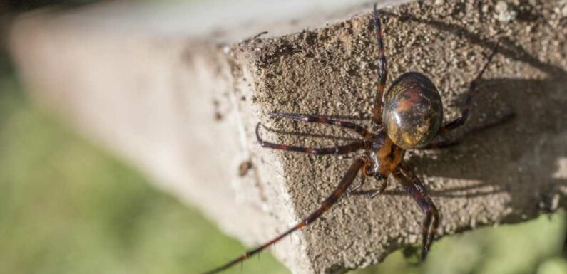 How to get rid of false widow spiders in your home – The Sun | The Sun
