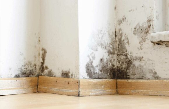 How to get rid of mould in the house | The Sun