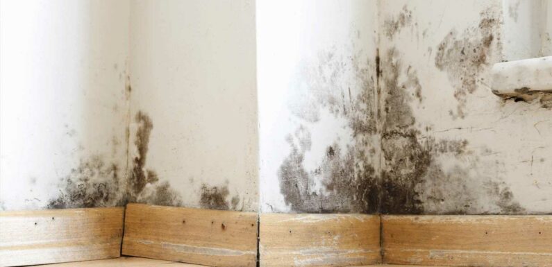 How to get rid of mould in the house | The Sun