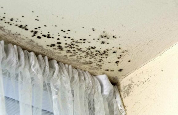 I’m a mould expert… here's the exact amount of time to keep your windows open to stop it – it’s not as long as you think | The Sun