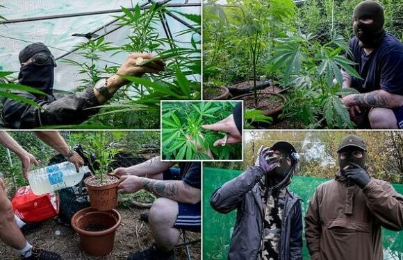 Inside an illegal cannabis farm in the UK run by the 'North Guerillas'