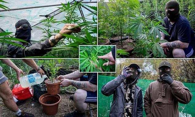 Inside an illegal cannabis farm in the UK run by the 'North Guerillas'