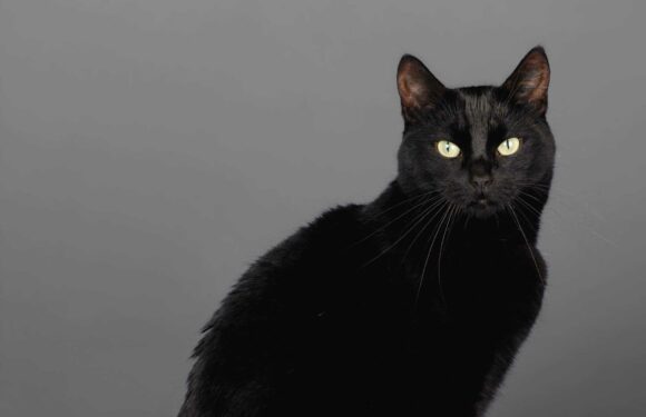 Is a black cat crossing your path bad or good luck? – The Sun | The Sun