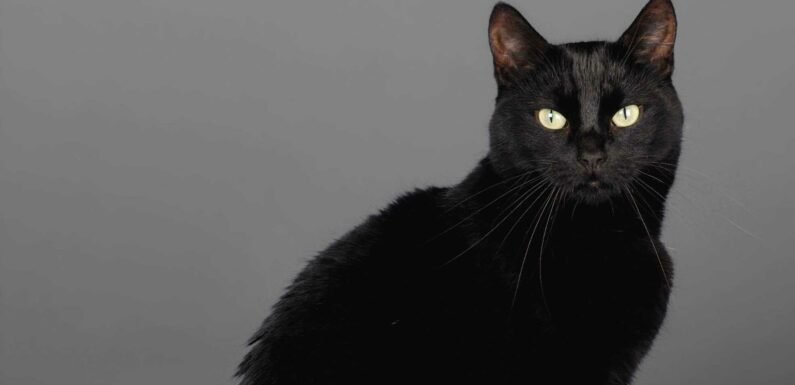 Is a black cat crossing your path bad or good luck? – The Sun | The Sun