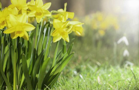 Is it illegal to pick daffodils and what are the laws around flower picking? | The Sun