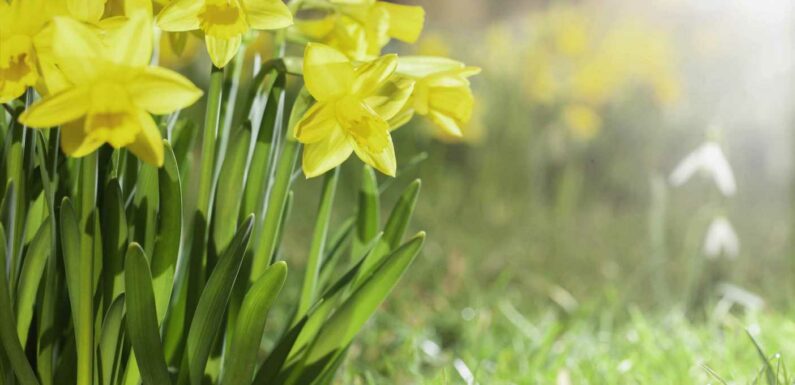 Is it illegal to pick daffodils and what are the laws around flower picking? | The Sun