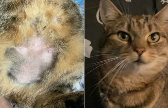 Is the Coventry Cat Shaver back on the prowl?