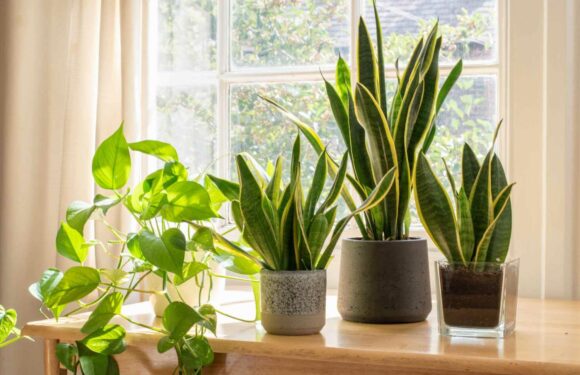 I'm a gardening expert – the seven houseplants that'll help get rid of dust at home | The Sun