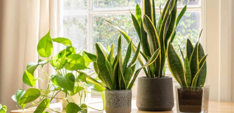 I'm a gardening expert – the seven houseplants that'll help get rid of dust at home | The Sun
