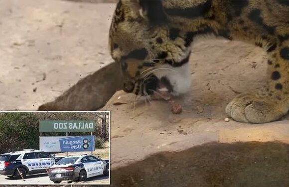 Missing clouded leopard Nova is found SAFE after Dallas Zoo LOSES cat