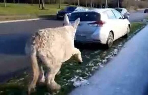 Moment woman forces car to stop as it drags donkey along road