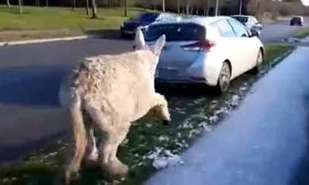 Moment woman forces car to stop as it drags donkey along road