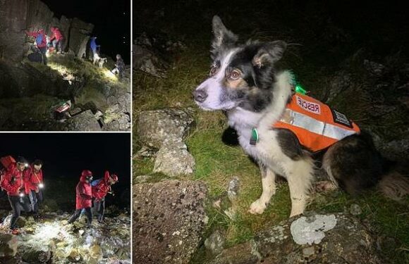 Mountain rescue dog Isla saves pair on Scafell Pike on New Year's Day