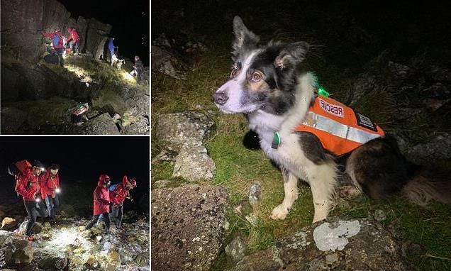 Mountain rescue dog Isla saves pair on Scafell Pike on New Year's Day