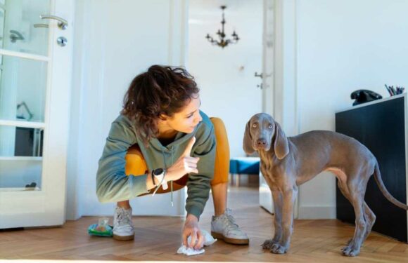 Mrs Hinch fans share the 50p way they get rid of grim pet smells in their homes instantly | The Sun