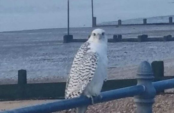 Mum snaps pic of 2ft bird of prey – and finds it's a rare missing falcon worth £300,000 | The Sun