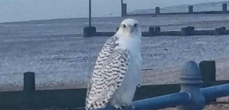 Mum snaps pic of 2ft bird of prey – and finds it's a rare missing falcon worth £300,000 | The Sun