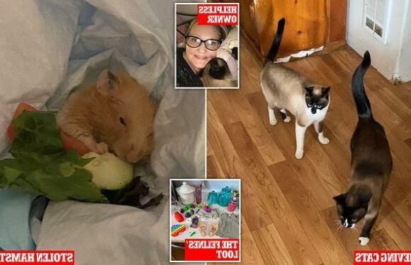 My cats are kleptomaniacs that have even stolen a HAMSTER