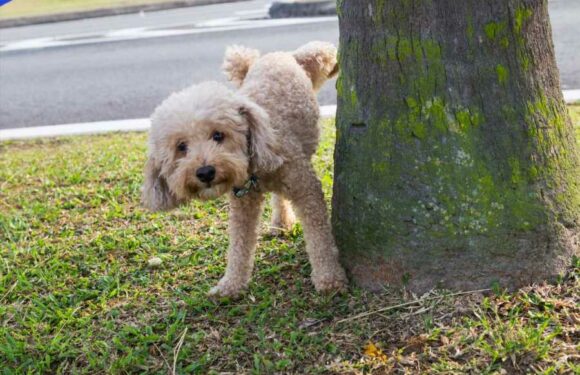 Neighbour keeps letting his dog pee in my garden – I’m plotting the perfect revenge but people are divided | The Sun