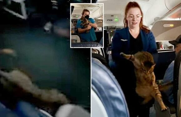 Nosey tabby causes havoc on United flight during airborne escape