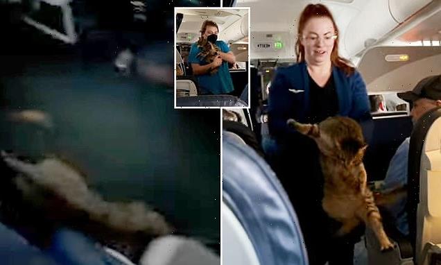 Nosey tabby causes havoc on United flight during airborne escape