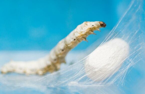 People are only just realising how silk is made – and its pretty gross