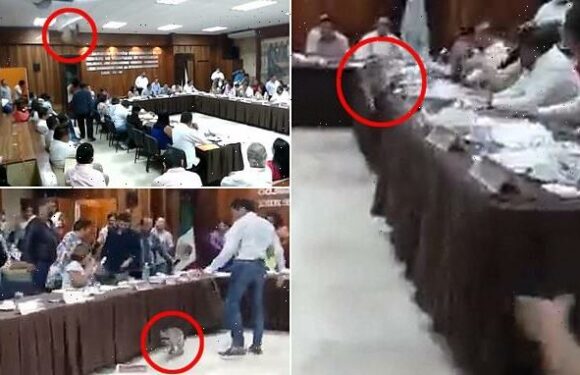 Raccoon falls from ceiling panel and crashes city council session