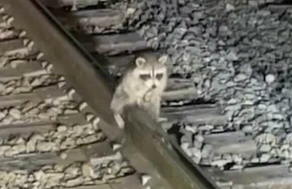 Raccoon stuck to railway by his testicle rescued by railway workers