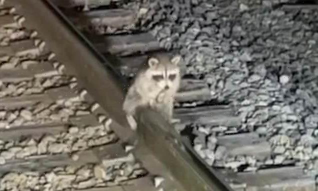 Raccoon stuck to railway by his testicle rescued by railway workers