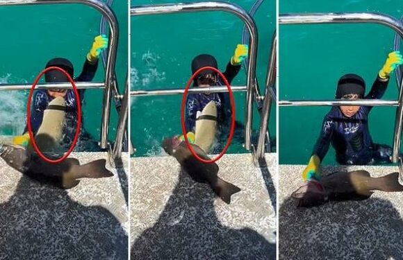 Shark 'lunges' at little boy as he climbs on board a boat