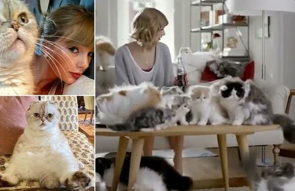 Taylor Swift's cat is the world's third richest pet worth $97m
