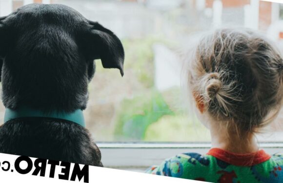 Therapist shares parenting tips we can learn from dogs