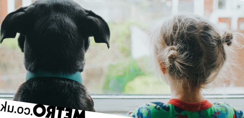 Therapist shares parenting tips we can learn from dogs