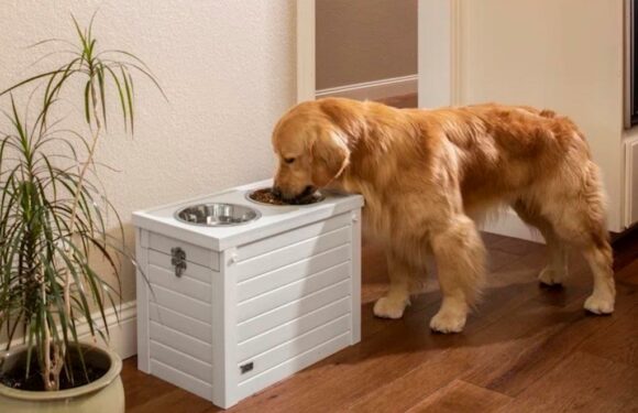 This Elevated Dog Feeder Is Not Only Ideal for Senior Dogs but It Also Has Built-in Food Storage