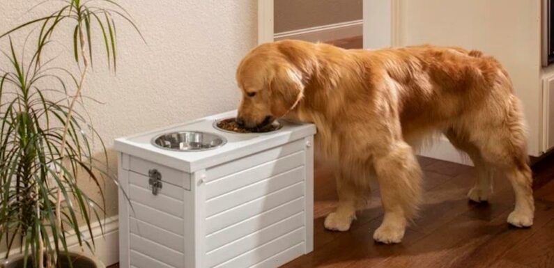 This Elevated Dog Feeder Is Not Only Ideal for Senior Dogs but It Also Has Built-in Food Storage