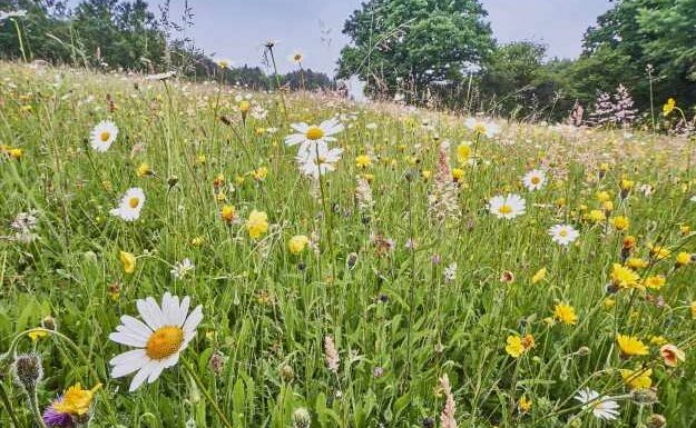 Urgent warning to gardeners over wildflower turf – don't get caught out | The Sun
